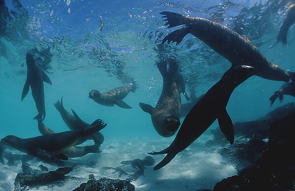 Galapagos Sea Lion