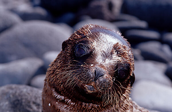 FUR SEA LION