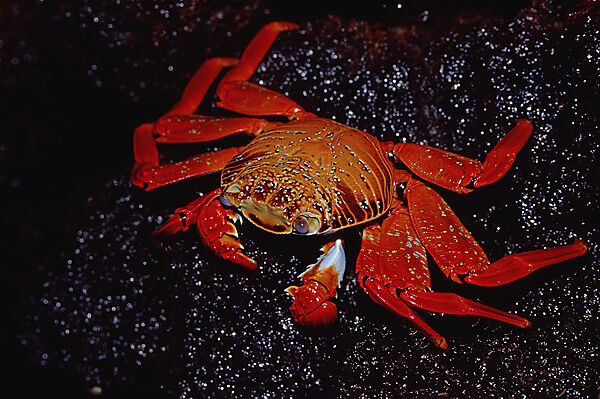Rote Klippenkrabbe