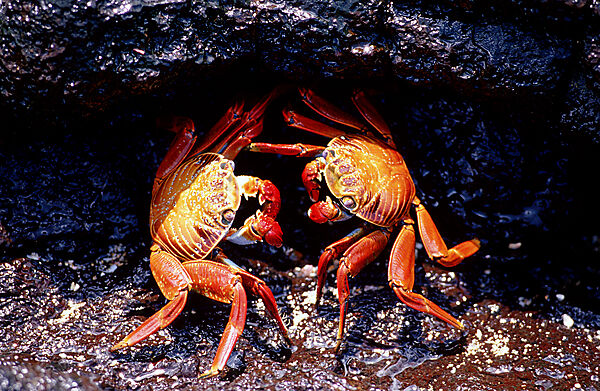 Rote Klippenkrabbe
