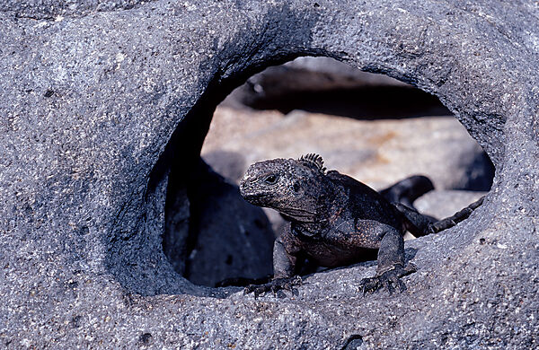 Galapagos - Meerechse