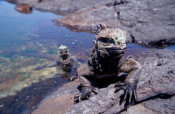 Marine Iguana