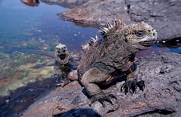Marine Iguana