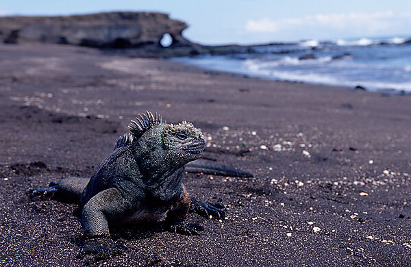 Marine Iguana