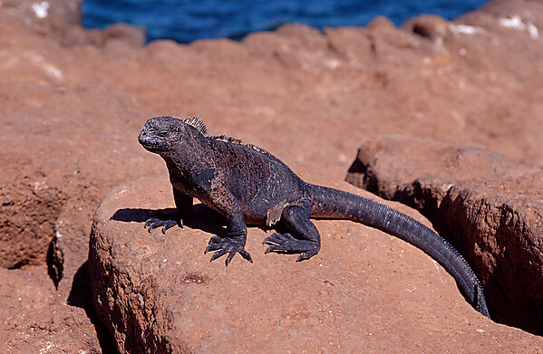 Marine Iguana