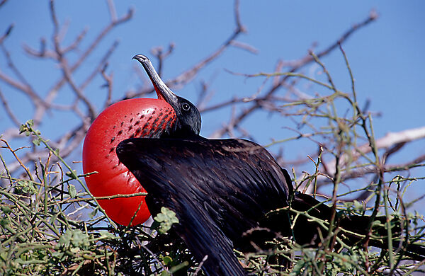 Bindenfregattvogel