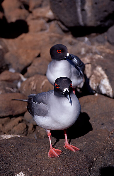 Galapagos Gabelschwanzmoewe