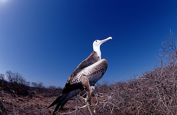 Galapagos-Albatros