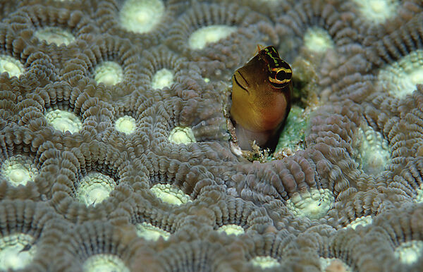 Bath´s clown blenny
