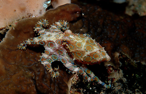 Grosser Blauringkrake, Blauringoktopus