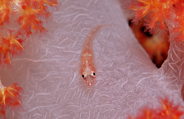 Common ghost goby on soft coral