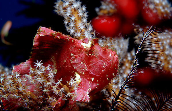 Leaf fish