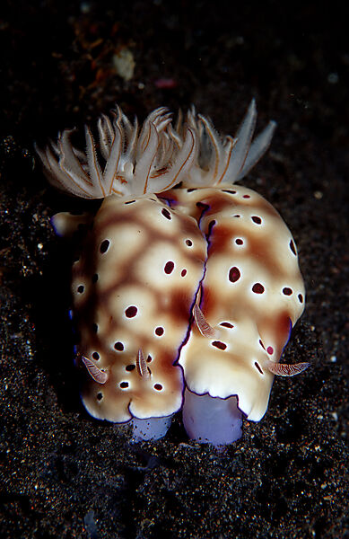 Mating nudibranches