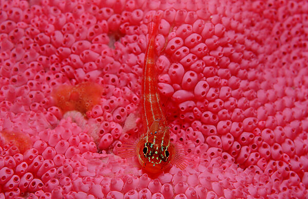 Striped triplefin