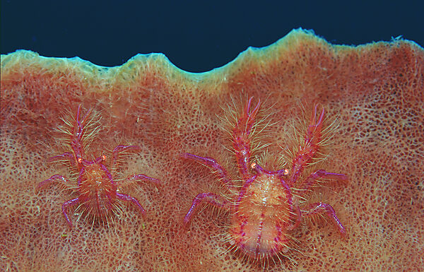 pair of squat lobsters on a sponge