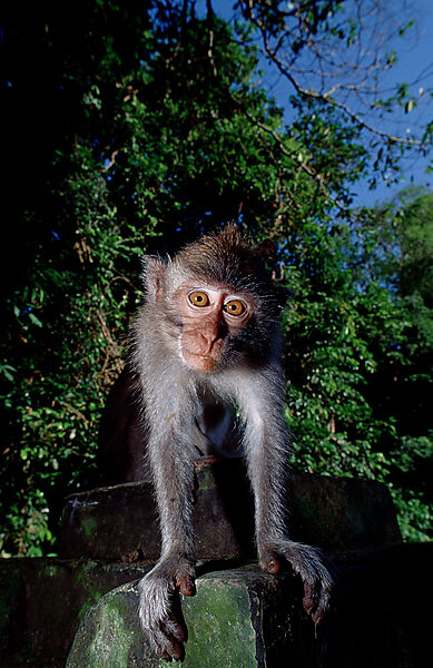 Javaner Affe mit Baby, Makake, Makaken