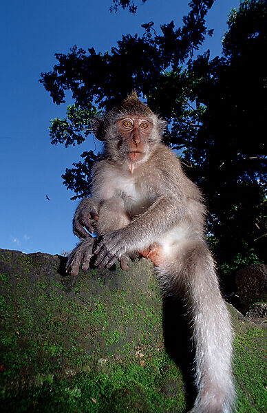 Javaner Affe mit Baby, Makake, Makaken