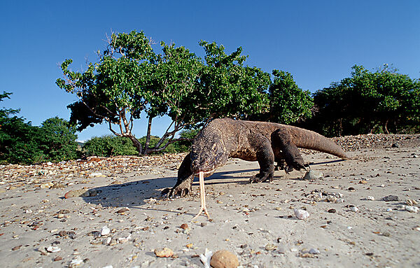 Komodo Waran, Komodo-Waran