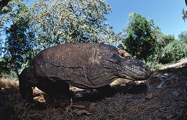 Komodo Waran, Komodo-Waran
