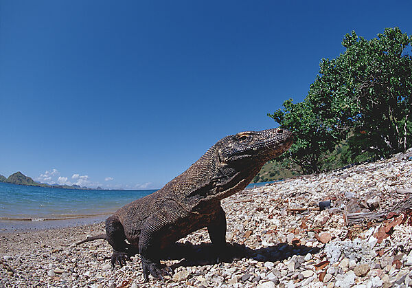 Komodo Waran, Komodo-Waran