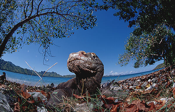Komodo Waran, Komodo-Waran