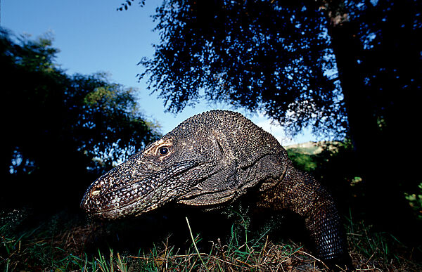 Komodo Waran, Komodo-Waran