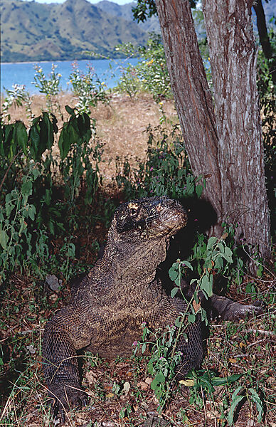 Komodo Waran, Komodo-Waran