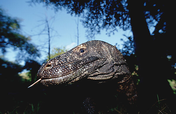 Komodo Waran, Komodo-Waran