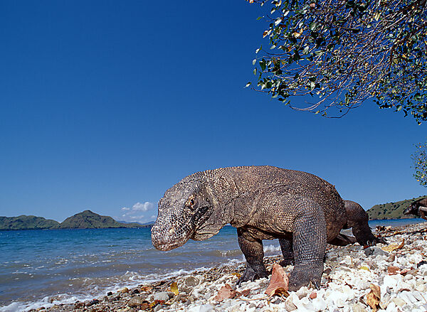 Komodo Waran, Komodo-Waran
