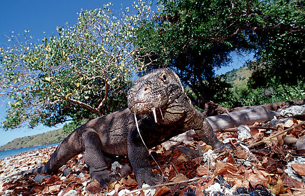 Komodo Waran, Komodo-Waran