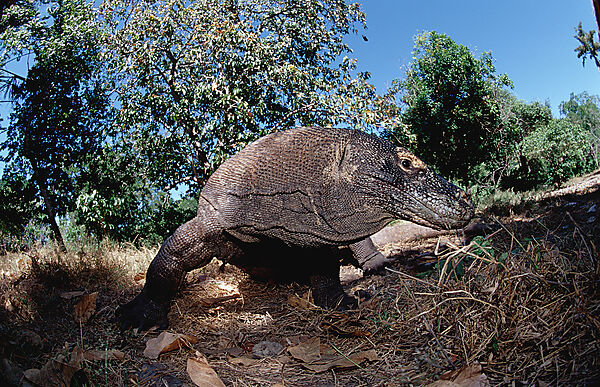 Komodo Waran, Komodo-Waran