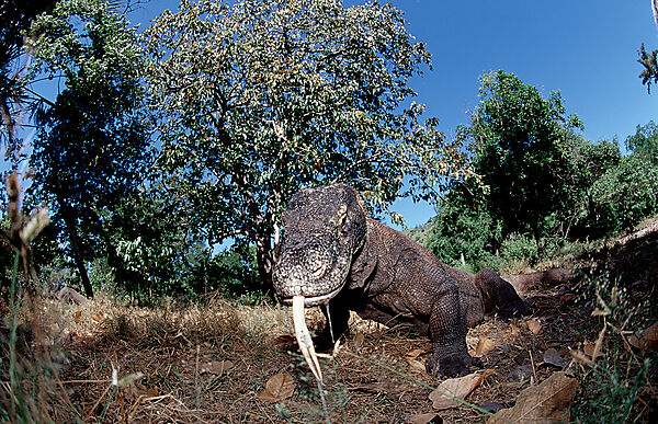 Komodo Waran, Komodo-Waran