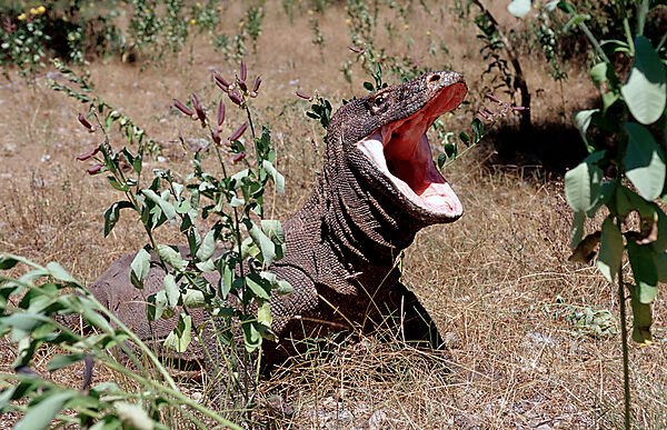 Komodo Waran, Komodo-Waran