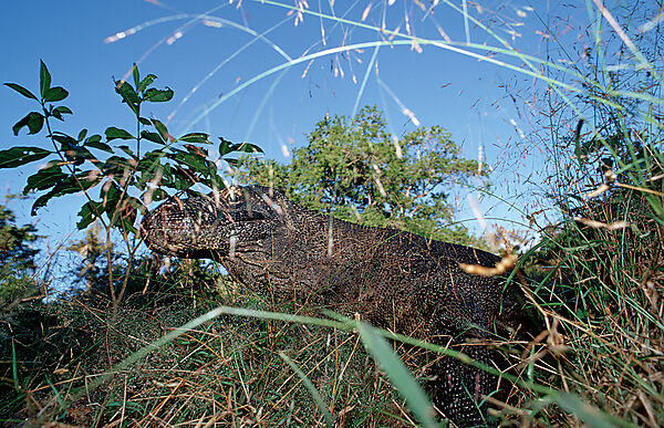 Komodo Waran, Komodo-Waran