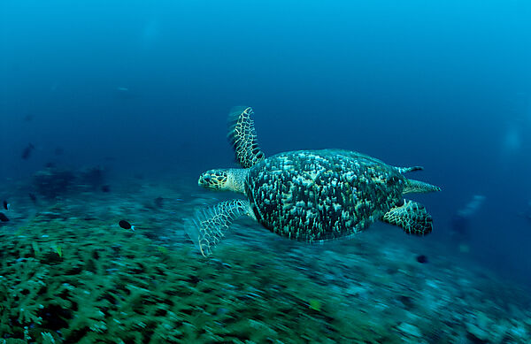 Green sea turtle, green turtle