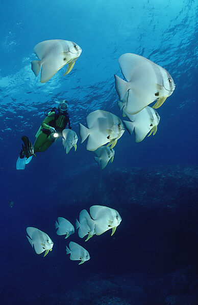Fledermausfische und Taucher