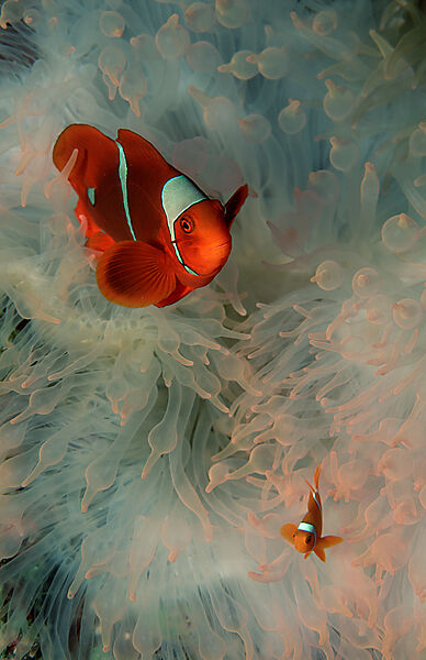 Stachel-Anemonenfisch