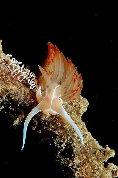 nudibranch with eggs