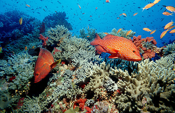 Coral grouper