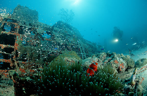 Flugzeugwrack mit Fischen
