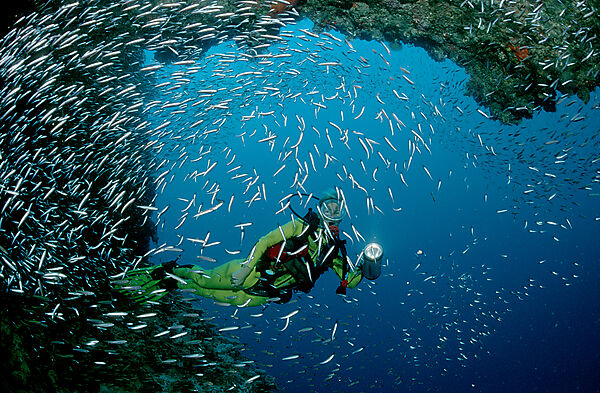 Pygmy sweeper and scuba diver
