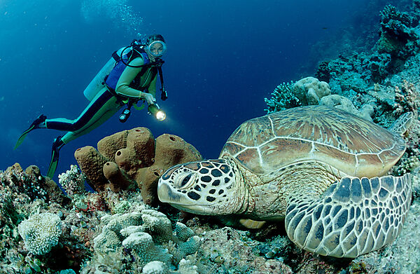 Suppenschildkroete und Taucher
