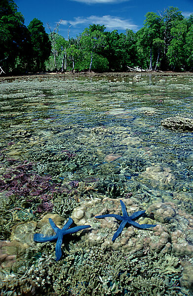 Flachwasserbereich mit Seesternen und Korallen