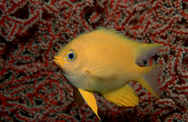 Golden damsel
