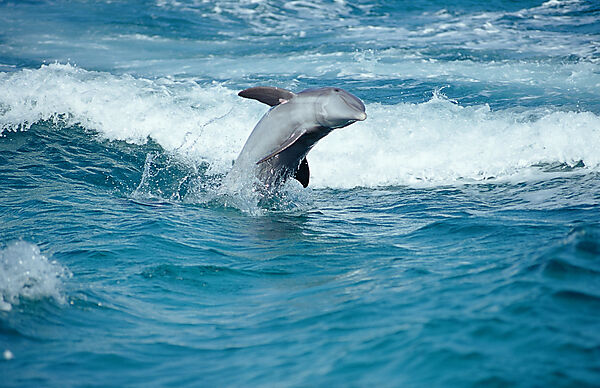 Jumping bottlenose dolphin