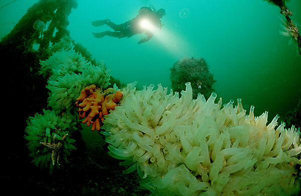 Taucher am Schiffwrack, Wracktauchen