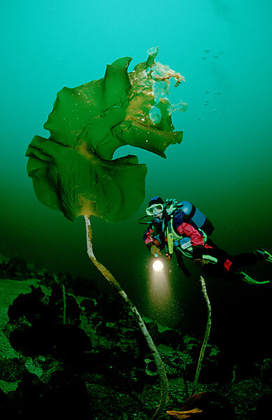 Taucher und Kelp
