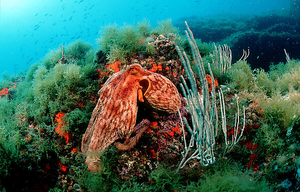 Gemeiner Krake, Oktopus