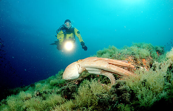 Gemeiner Krake und Taucher, Oktopus