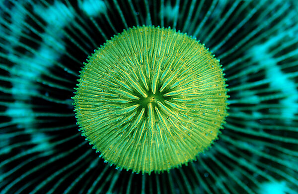 Fluoreszierende Pilzkoralle, Korallenfluoreszenz